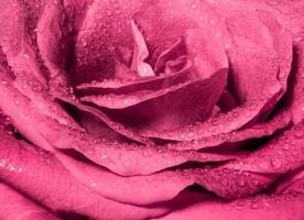 zoete kleur van roze roos, romantische kleur natuurlijke bloemenachtergrond foto