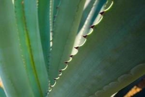 succulente installatieclose-up, doorn en detail op bladeren van agaveplant foto