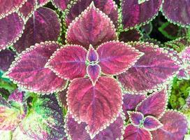 kastanjebruine coleus plant foto