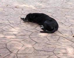 zwarte zieke hond slaapt op de betonnen vloer. foto