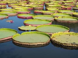 grote Victoriaanse lotus. foto