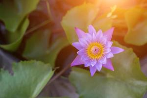 lotusbloem en lotusbloemplanten foto