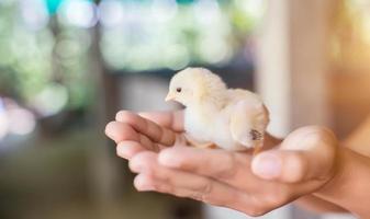 hand vasthouden, zorgen voor een kleine kip foto