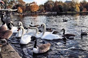 een zicht op enkele zwanen en eenden bij wwt martin mere foto