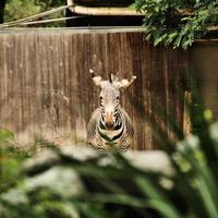 een close up van een zebra foto