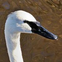 een close up van een trompetzwaan op het water foto