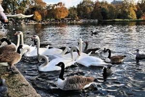 een zicht op enkele zwanen en eenden bij wwt martin mere foto