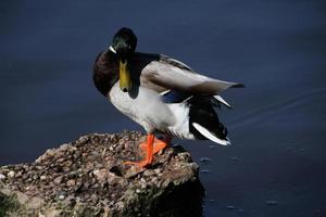 een close up van een wilde eendeend foto