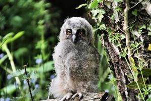 een close up van een baby uil met lange oren foto