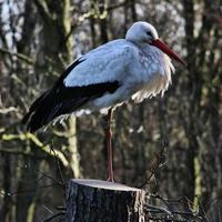 een close up van een witte ooievaar foto