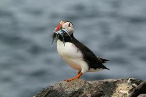 een papegaaiduiker op farne-eilanden met zandspiering foto