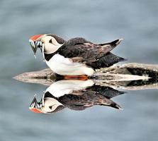 uitzicht op een papegaaiduiker met zandspiering op farne-eilanden foto