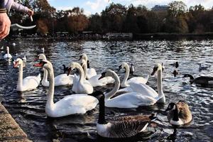 een zicht op enkele zwanen en eenden bij wwt martin mere foto