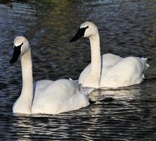 een close up van een trompetzwaan op het water foto