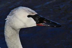 een close up van een trompetzwaan op het water foto