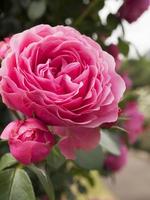 bloeiende roze roos. foto
