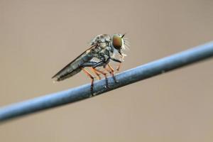 Blow Fly, Carrion Fly, Bluebottles, Greenbottles of Cluster Fly