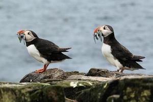 uitzicht op een papegaaiduiker met zandspiering op farne-eilanden foto