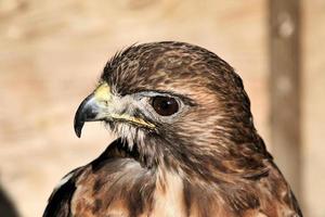 een close up van een roodstaartbuizerd foto