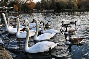 een zicht op enkele zwanen en eenden bij wwt martin mere foto