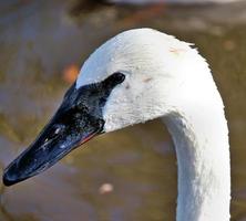 een close up van een trompetzwaan op het water foto