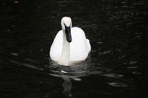 een close up van een trompetzwaan op het water foto