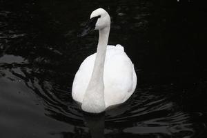 een close up van een trompetzwaan op het water foto