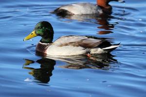 een close up van een wilde eendeend foto