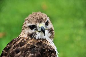 een close up van een roodstaartbuizerd foto