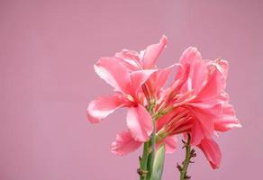 mooie roze canna bloem geïsoleerd op roze achtergrond, foto