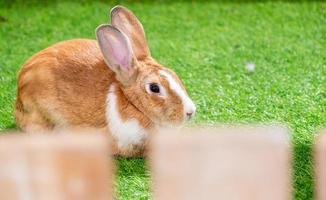 geel en wit konijn op groen kunstgras in het midden van felle lichten bij een natuurshow foto