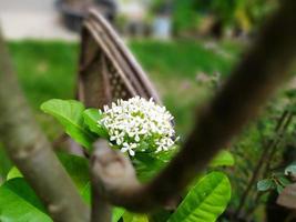 siamese witte ixora die in de tuin bloeit. geurende witte bloemen. foto