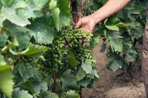 senior man controleert de druiven in zijn wijngaard foto