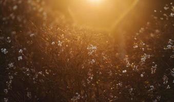 herfstbladeren op de zon foto