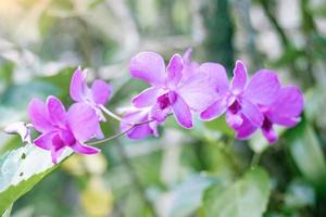 mooie bloemen van paarse orchideeën, onscherpe achtergrond. foto