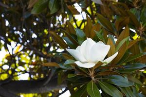 wit bloeiende mooie magnolia bloem op een boom met groene bladeren. foto