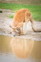 Australische rode kangoeroe die het water drinkt in het phillip island wildlife park, australië. een van de symbooldieren van Australië. foto