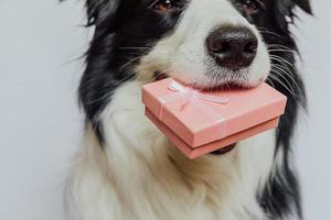 puppy hondje border collie roze geschenkdoos in de mond houden geïsoleerd op een witte achtergrond. kerstmis nieuwjaar verjaardag valentijn viering aanwezig concept. huisdier hond op vakantie dag geeft cadeau. het spijt me. foto