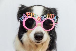 gelukkig verjaardagsfeestje concept. grappige schattige puppy hond border collie dragen verjaardag dwaze bril geïsoleerd op een witte achtergrond. huisdier hond op verjaardag. foto