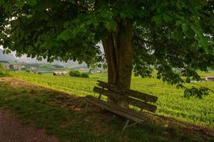 bankje onder boom in een berg- of heuvellandschap, relaxen tussen de wijngaarden op het platteland, groen toerisme tijdens de zomervakantie, ontspanning in de natuur op vakantie foto