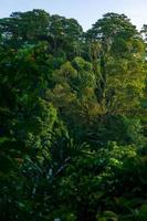 het uitzicht op de jungle in de bladheuvels van sumatra, indonesië foto