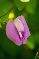 prachtige wilde paarse bloemen met groene bladeren in de ochtend foto