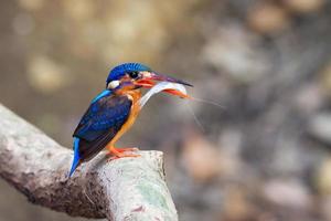 blauw-eared kingfisher (vrouw)