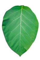 groot groen teakblad, heldergroen, is een natuurlijk blad en wilde plant, van dichtbij genomen. met duidelijke details op een verticale witte achtergrond foto