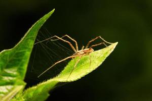 close-up macro-opname van bosspin foto