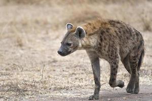 vrouwelijke hyena die langs landweg loopt foto