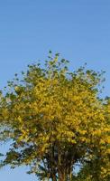 koon bloem - goudgeel in de blauwe lucht bij zonsopgang of bij zonsopgang, de natuurlijke schoonheid die bloeit in de berglucht en de ochtendsfeer in de zomer is een beroemde toeristische bestemming van thailand. foto