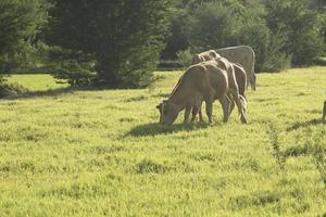 de koeien eten gras op de weide van de boerderij van de boer, hebben een draad en laten een kleine elektrische stroom af, waardoor de koe 's avonds de ondergaande zon niet van de boerderij kan ontsnappen foto