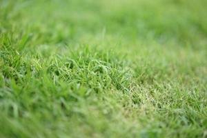close-up gras met wazige voorkant en achtergrond. foto