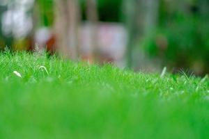 close-up grasveld in de tuin met onscherpe achtergrond. foto
